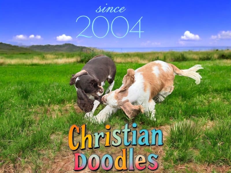 Christian Doodles Since 2004
